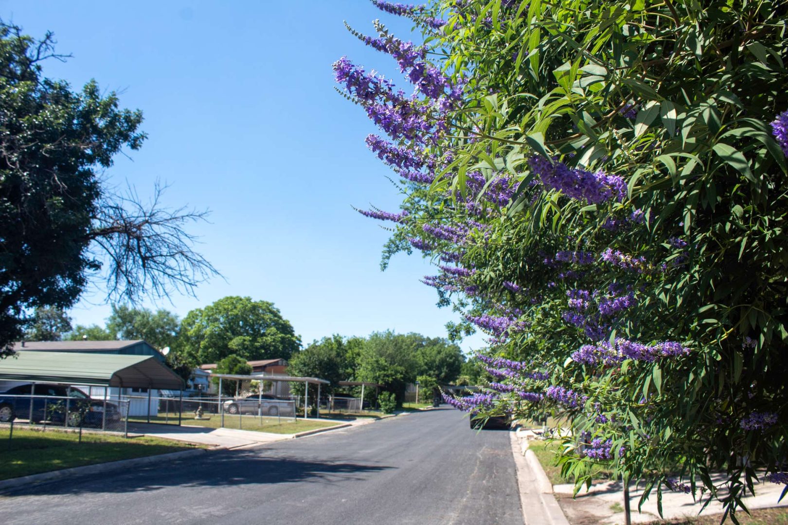 Purple flower tree on Braewick Drive