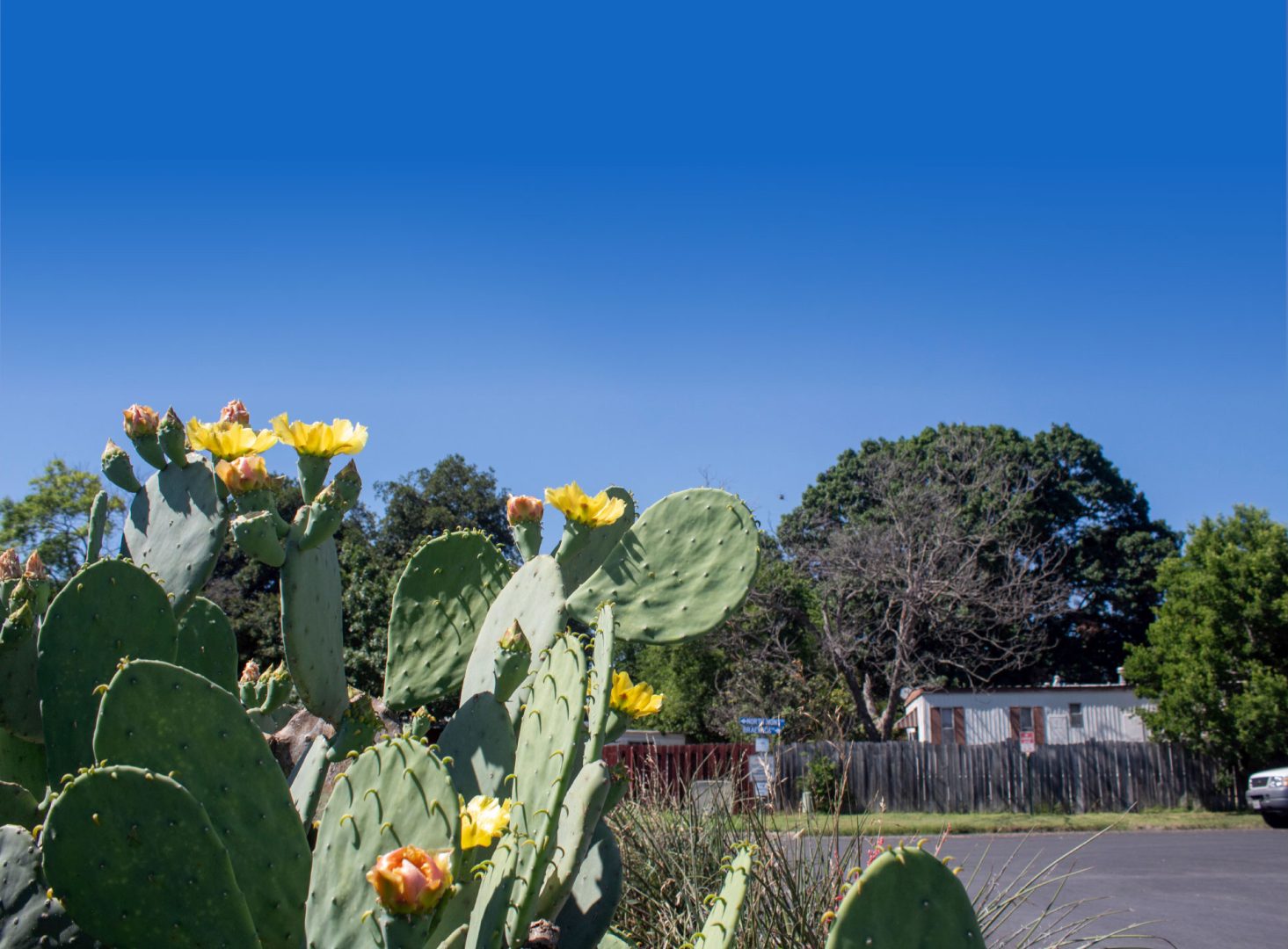 Nopalito flower at entryway