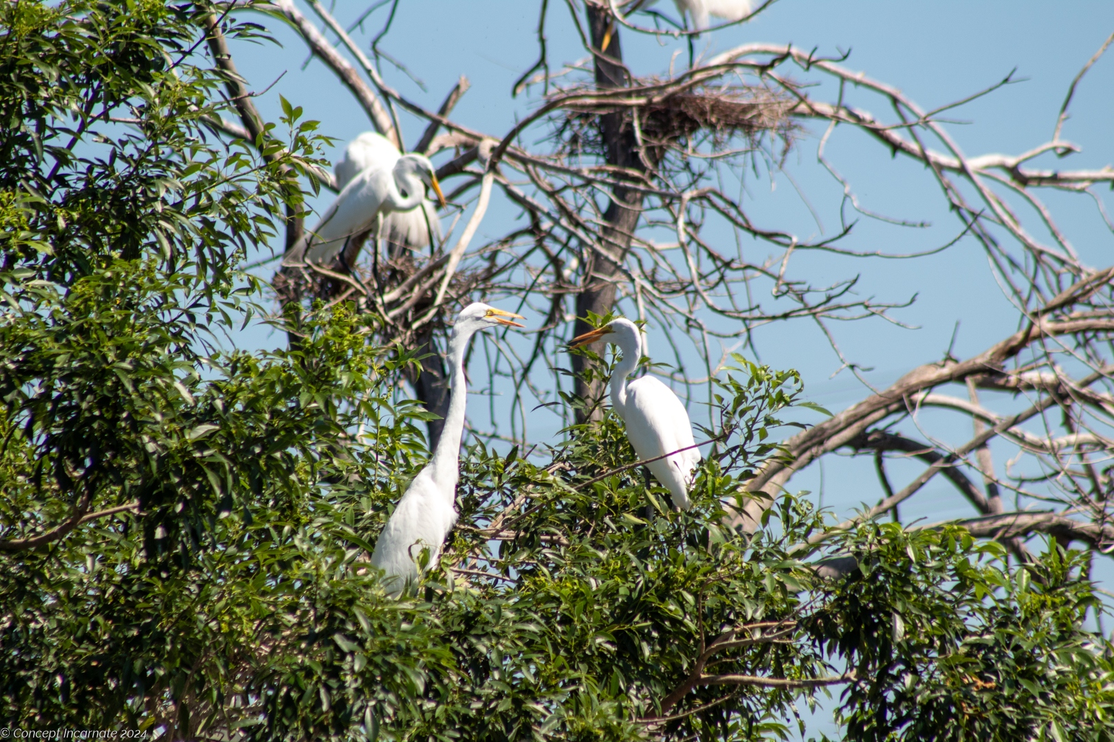 Great egrets perched on tree top. // Brook Falls Park.