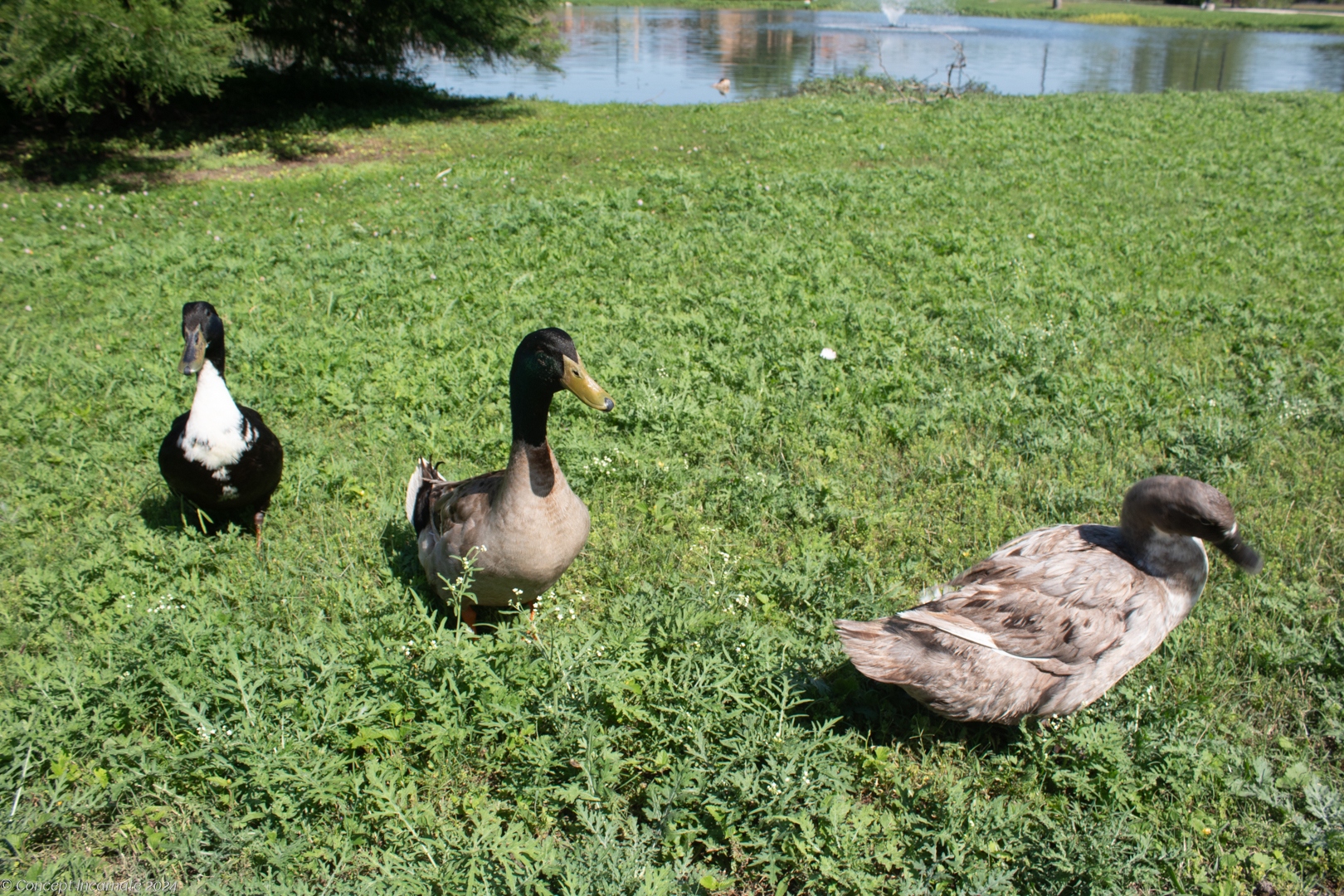 Three ducks lined up on grass near pond. // Brook Falls Park.