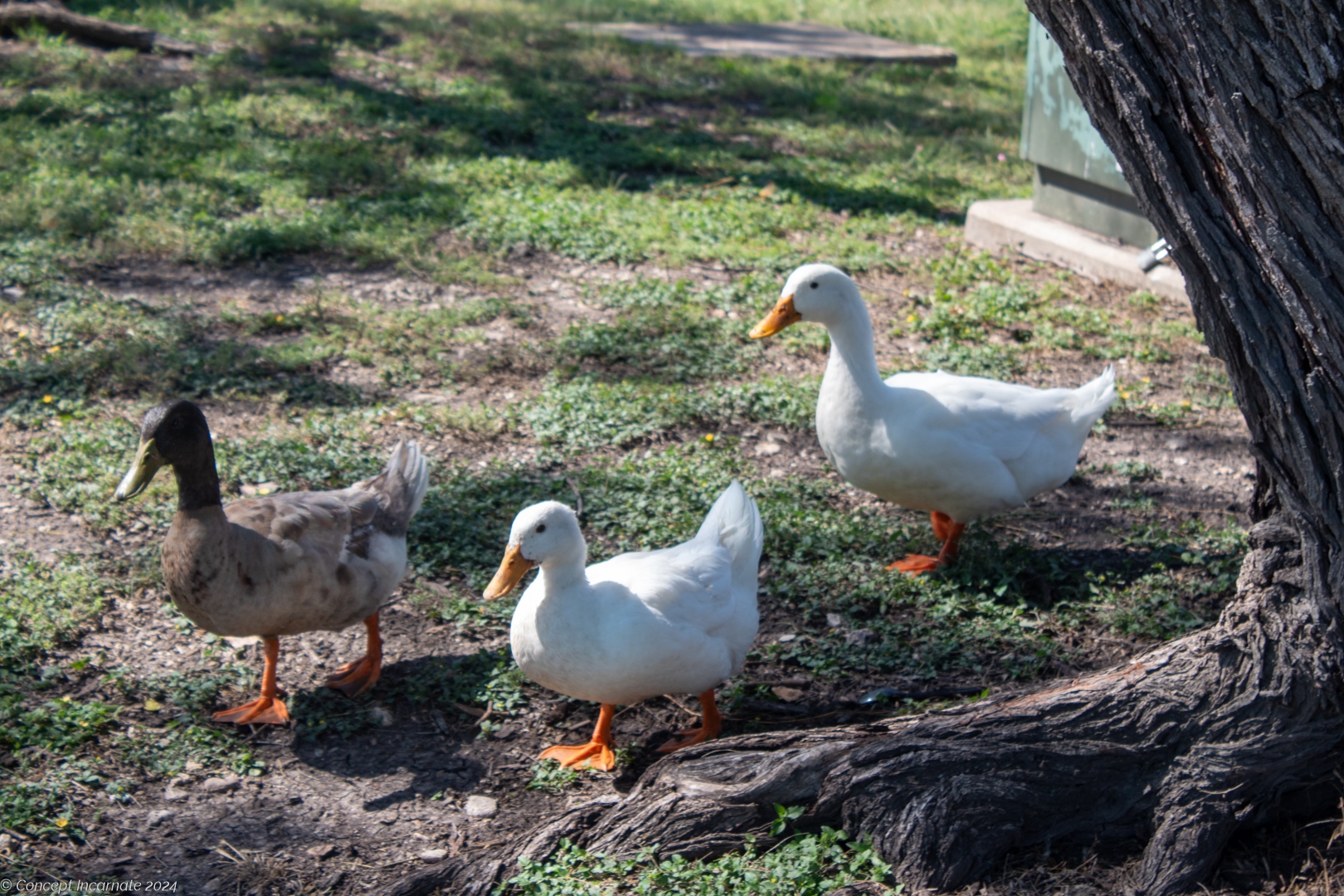 Three ducks near walkway at Brook Falls Park.