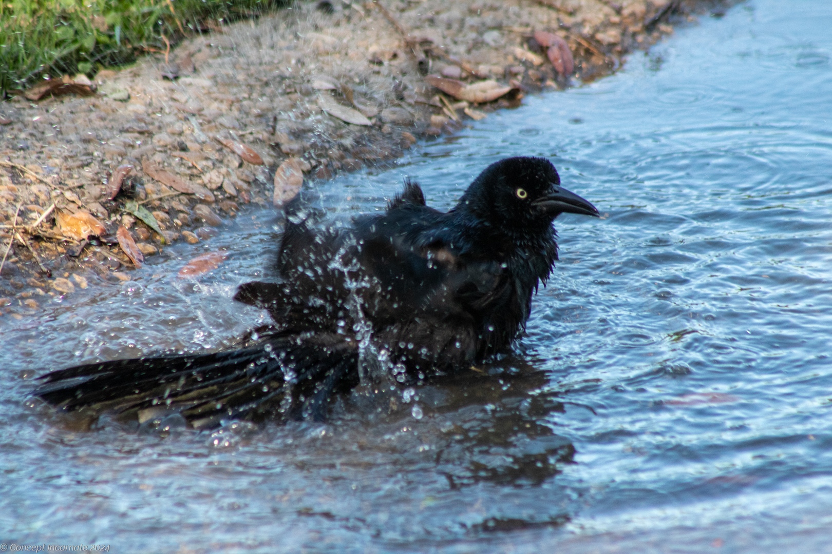 Grackle taking a bath in waterway at Brook Falls Park.