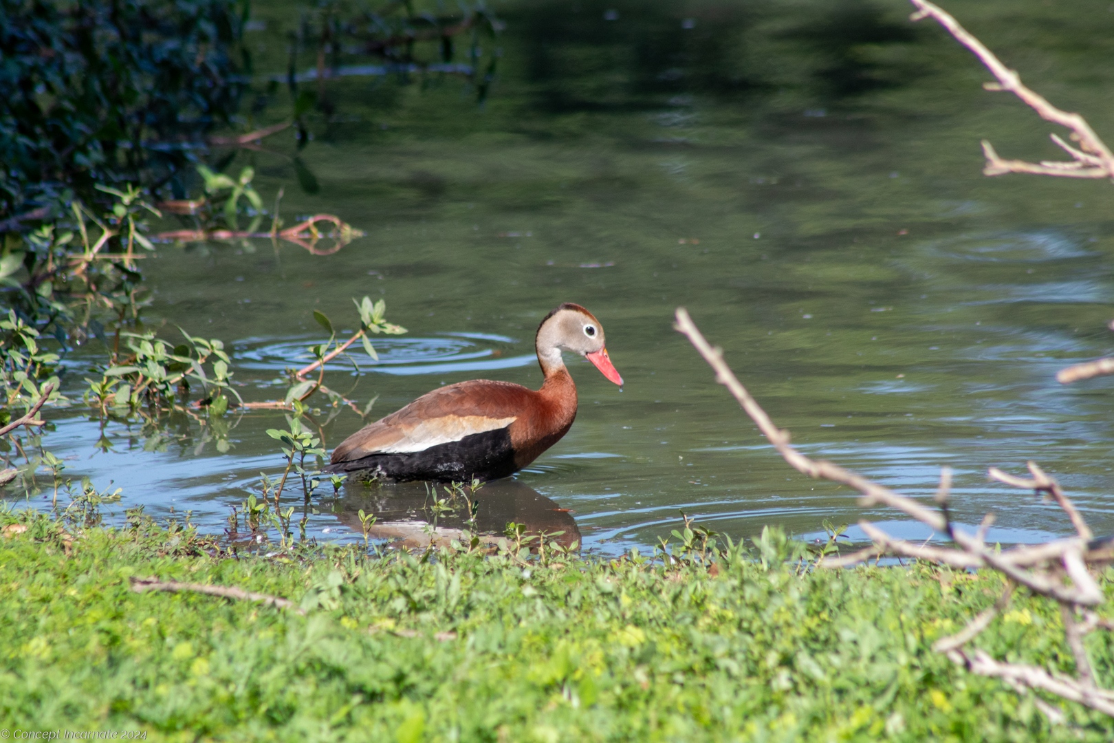 Whistling duck in pond water at Brook Falls Park.